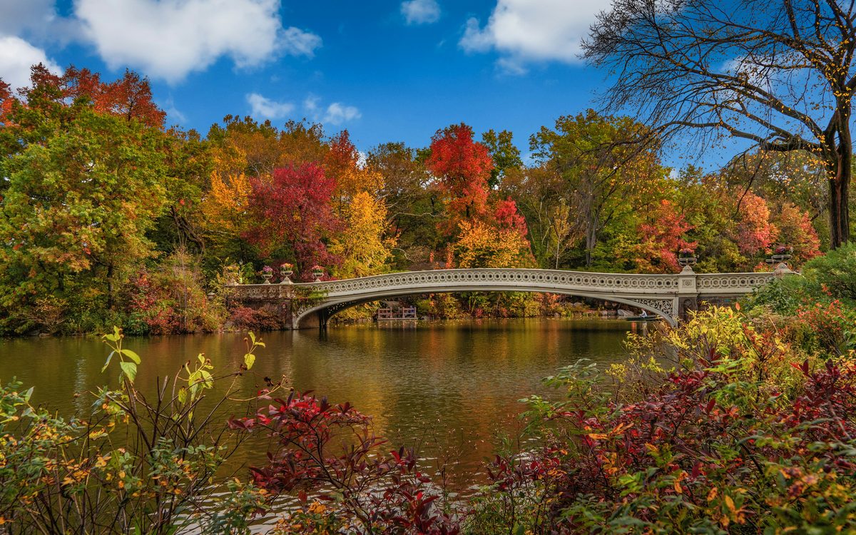 Bow Bridge in Central Park